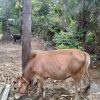 Qurbani cow