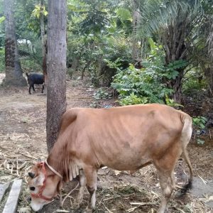 Qurbani cow
