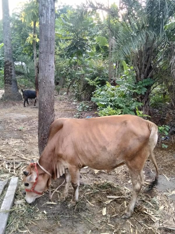 Qurbani cow