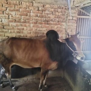 Qurbani cow