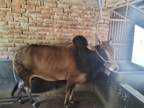 Qurbani cow