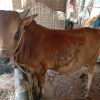 Cow (Bangladeshi)