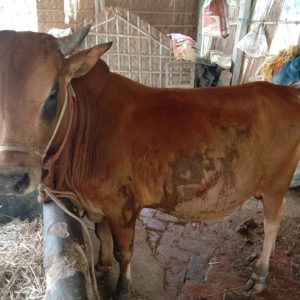 Cow (Bangladeshi)