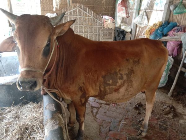 Cow (Bangladeshi)
