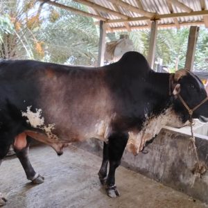 Qurbani cow (cross)