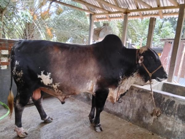 Qurbani cow (cross)