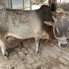 Cow (Bangladeshi)