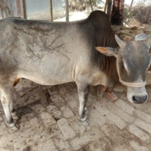 Cow (Bangladeshi)