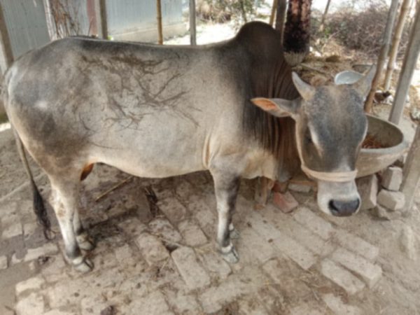 Cow (Bangladeshi)
