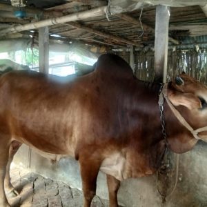 Qurbani cow ( Bangladeshi)