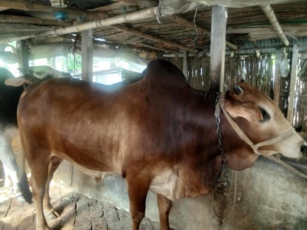 Qurbani cow ( Bangladeshi)
