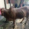 Qurbani cow (sahiwal)