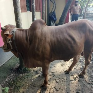 Qurbani cow (sahiwal)
