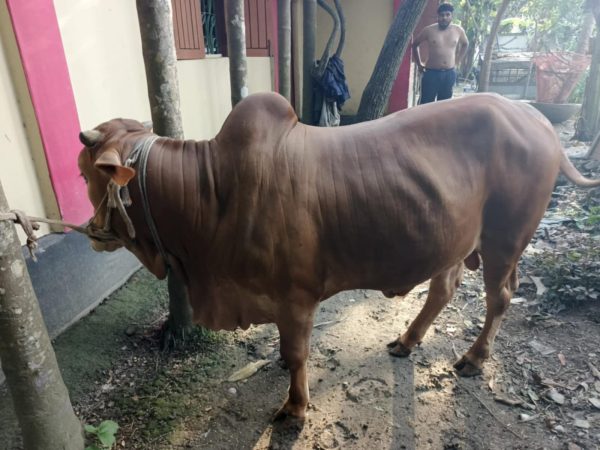 Qurbani cow (sahiwal)