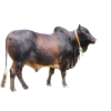 Qurbani Bull Cow