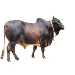 Qurbani Bull Cow