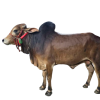 Qurbani Cow