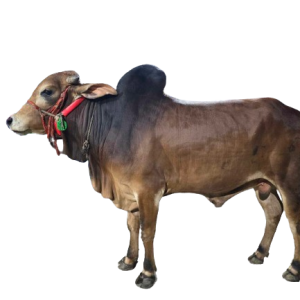 Qurbani Cow