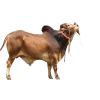 Qurbani Bull Cow