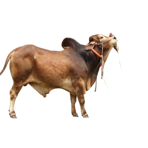 Qurbani Bull Cow