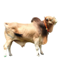 Qurbani Bull Cow