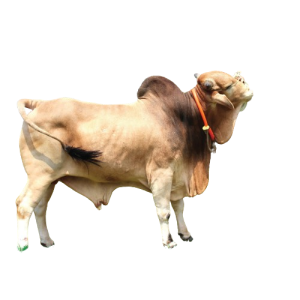 Qurbani Bull Cow