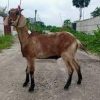 Deshi Goat