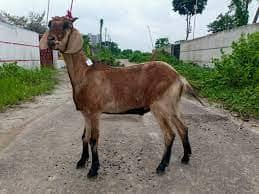 Deshi Goat