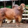 Deshi Cow