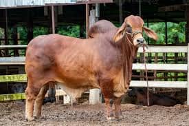 Deshi Cow