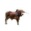 Big Cow