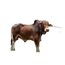 Big Cow