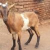 Goat Qurbani