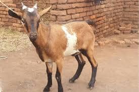 Goat Qurbani