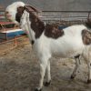 Goat Qurbani
