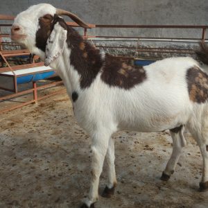 Goat Qurbani