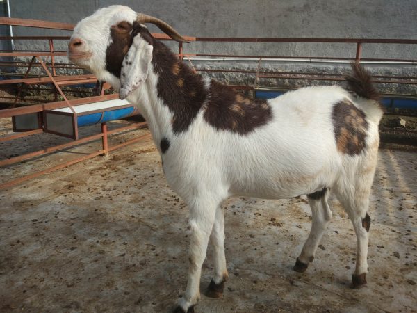 Goat Qurbani